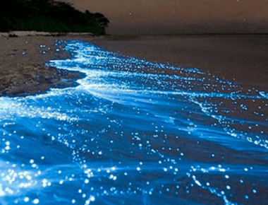 Bioluminescence