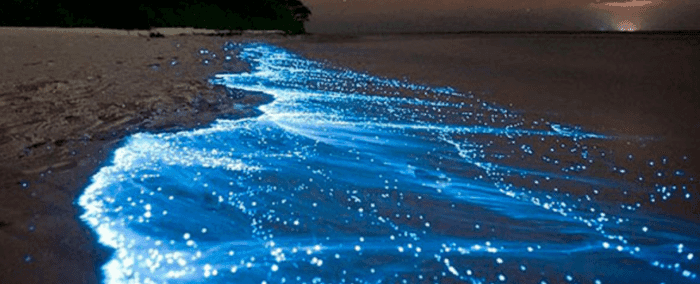 Bioluminescence